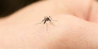 prevent the spread of mosquitos and