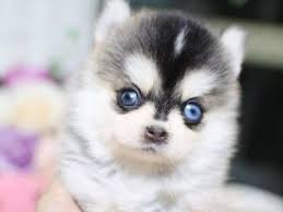 Read this page to understand how to purchase one of our puppies at a discounted price and how select it will help you to understand what the size of a teacup or micro tiny teacup will be once full grown. All Puppies For Sale Teacup Dogs For Sale Teacup Pomsky Pom Poodle