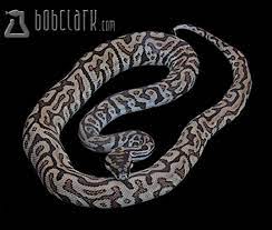reptiles hybrid ball x carpet python