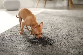 fayetteville nc carpet pet stain removal