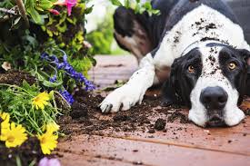 Image result for dogs in the garden