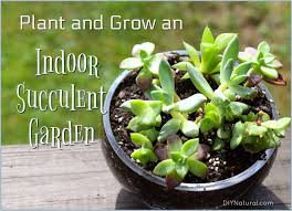 Indoor Succulent Garden Purify Your