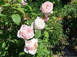 roses summer pruning and care les