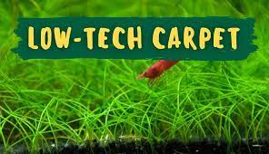 carpeting plants for your low tech aquarium