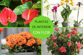 22 plantas de interior con flor