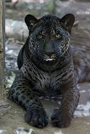 The black color variants of cats like leopards, jaguars and ocelots are known by experts as melanism.over the years, researchers have come up with a handful of hypotheses to explain why some. Eyekandy Handmade Jewelry Rare Animals Wild Cats Animals