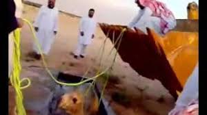 2017 qurbani expert camel qurbani professional qasai youtube подробнее. Camel In Saudi Arabia Youtube