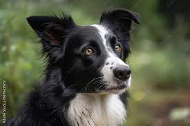 border collie with short hair relaxing