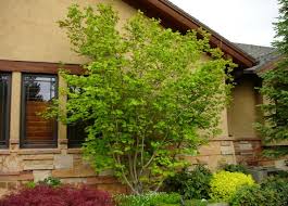 great design plant vine maple