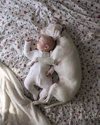 Dog Sleeping With Baby Shop, 50% OFF | www.simbolics.cat