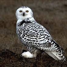 Snowy Owl Wikipedia