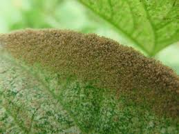 Spider Mites Bugs For Bugs