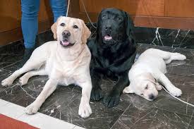 Also since your puppy is 8 week old, i'll advise you to add curd, paneer, diluted milk( stop it if you observe, loose motion as its effect), 1 roti per day, few vegetables like. Labrador Retriever Most Popular Us Dog Breed For 28th Year Heraldnet Com