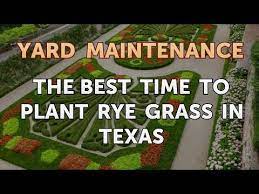 Plant Rye Grass In Texas