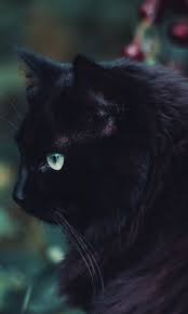 Fluffy Black Cat Hd Wallpaper 480x800