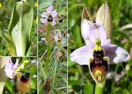 Ophrys tenthredinifera Willd. - Portale sulla flora del Parco ...