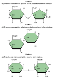 The glucose that is not used immediately is converted in the liver and muscles into glycogen for storage by the process of glycogenesis. Carbohydrates Ck 12 Foundation