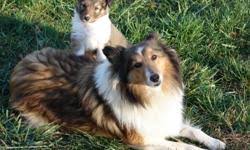 Find shetland sheepdog puppies and breeders in your area and helpful shetland sheepdog information. Registered Sheltie Puppies Price 250 For Sale In Pine River Minnesota Best Pets Online