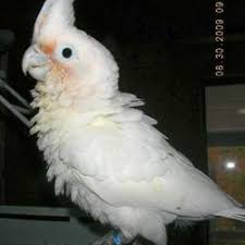 It will be active again if someone wants to take over it before i get a new bird,or i get a new bird first. Goffin Cockatoos For Sale