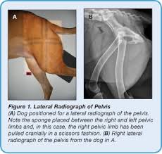 Knowledge of the cat's body and how it functions is important to every cat owner and will prove useful. Small Animal Pelvic Radiography Today S Veterinary Practice