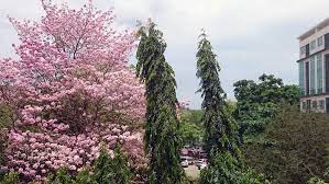 The Most Beautiful Philippine Trees