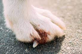 great dane toenail problems how to