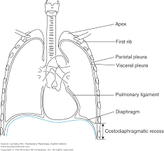 Chapter 1 Function And Structure Of The Respiratory System