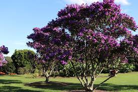 Add purple flowers to your entryway so that guests feel calm and welcome upon entry. 5 Of The Best Trees With Small Root Systems In Australia Arbor Operations
