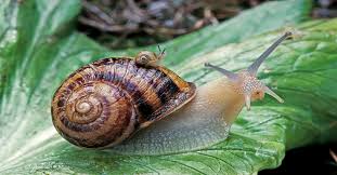 what are snails attracted to