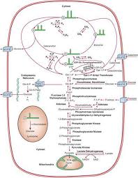 disorders of glycogen metabolism