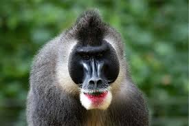 all 9 baboon mandrill species world