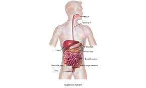 Human Digestive System Parts Functions And Organs