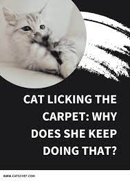 cat licking the carpet why does she