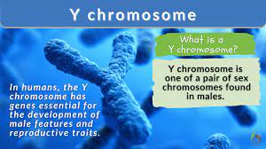 y chromosome definition and exles