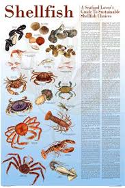 Seafood Poster And Guide To Sustainable Fish Fish Chart