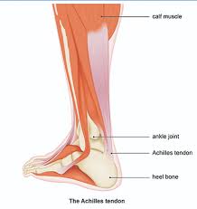 This can easily be seen if the effective ligament stiffness is modeled using the voight model, with each fibril contributing a small part to the overall. Achilles Tendonopathy Tendonitis And Ankle Pain Eltham Foot Clinic