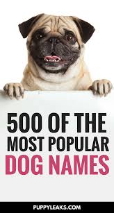 500 of the most por dog names
