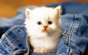 Baby Cats HD Wallpapers - Top Free Baby ...