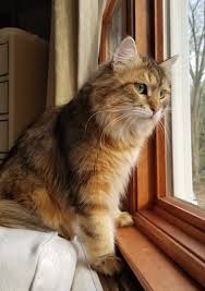They love to play and seek the attention of their caregiver or companion, but they do not overly demand it. Home Americas Best Cats Siberian Cat Breeder