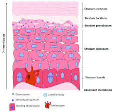 Epidermis The Basement Membrane