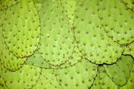 nopales cactus nutrition facts and
