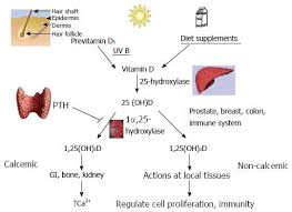 Influence Of Vitamin D On Liver Fibrosis In Chronic
