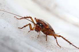 However, there are distinct differences that set them apart. Bugs Mistaken For Roaches Bulwarkpestcontrol Com