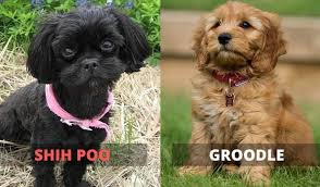 shih poo vs groodle a quick