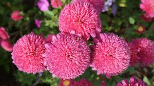 Издръжливи цветя за градината, които трудно можете да убиете. Top 5 Na Naj Krasivite I Nepretenciozni Esenni Cvetya V Blgariya Ladyzone Bg