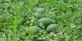 Watermelon Cultivation Business