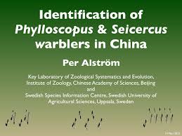 Pdf Identification Of Phylloscopus And Seicercus Warblers