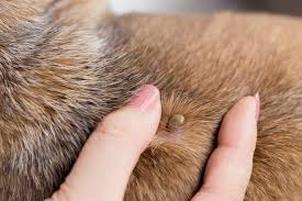 remove ticks from dogs