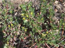 They grow in the same manner and often near each other, but spurge is thin and flat with teeny delicate leaves, while purslane is a succulent. How To Identify Purslane A Nutritious And Edible Weed Dengarden