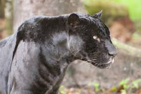 Carolina panthers robby anderson gets paid 💰. Panthers Mammals Animal Encyclopedia